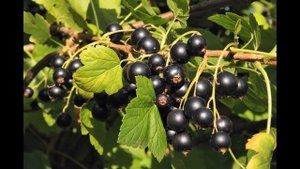 Чёрная смородина (растения полезные и ядовитые для кроликов)