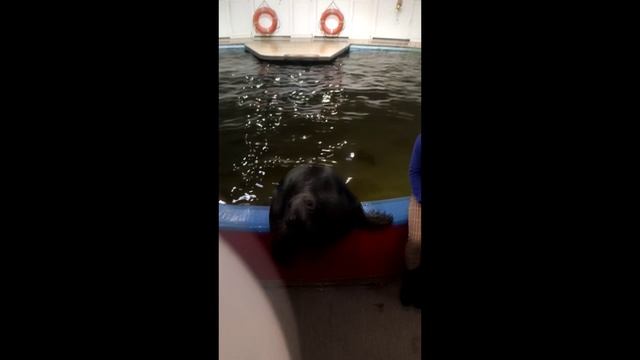 Игра в мяч.mp4