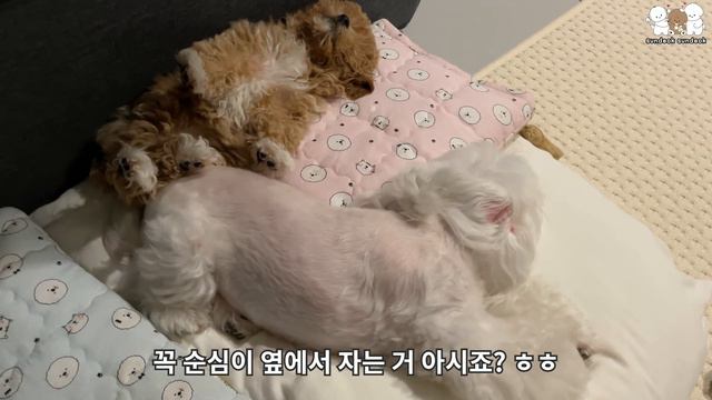 아기 강아지의 귀여운 잠버릇🤎