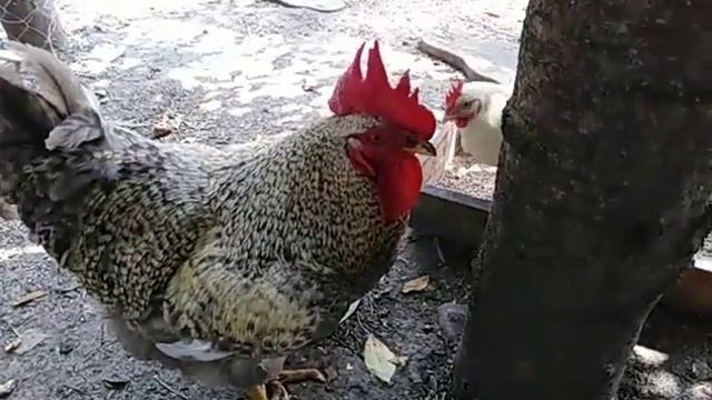 Аспирин для кур несушек ???кормление и содержание в жару ?️?