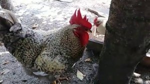 Аспирин для кур несушек ???кормление и содержание в жару ?️?