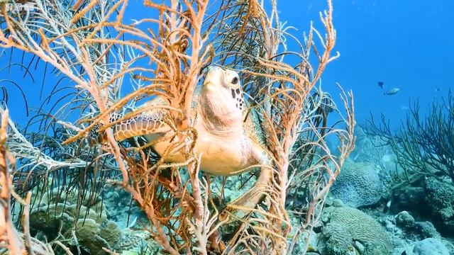 Расслабляющая музыка для снятия стресса, тревоги и депрессии • Исцеление разума, тела и души смотреть онлайн