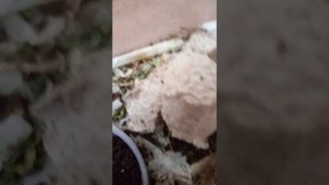 Сверчок vs кузнечик