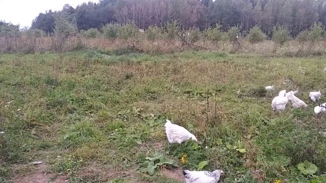 Бресс гальская на свободном выгуле #бресс-гальская #куры #своёхозяйство смотреть онлайн