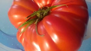 ГИГАНТСКИЙ ПОМИДОР,СОРТ "САРА" ЕГО ВЕС......