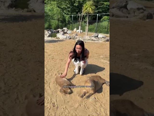 отель с капибарами. Izu Resort Villa смотреть онлайн