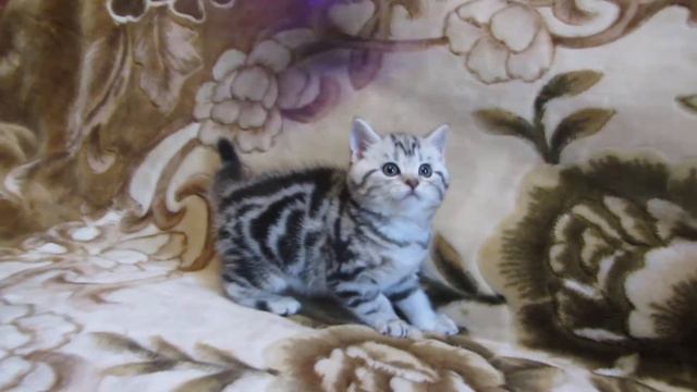 шотландские котята.