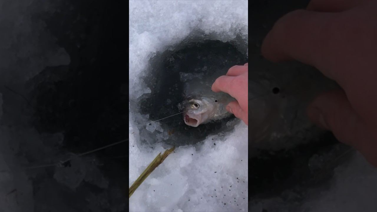 ОГРОМНАЯ ГУСТЕРА на СИЛЬНОМ ТЕЧЕНИИ #рыбалка #рыбалка2023 #рыбалканареке #￼￼рыбалка 2024 смотреть онлайн