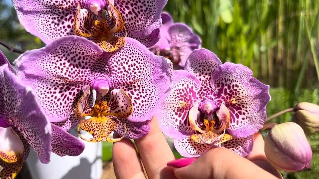 Порівнюємо метелики :Манхеттен та Сого Даймонд✨ смотреть онлайн