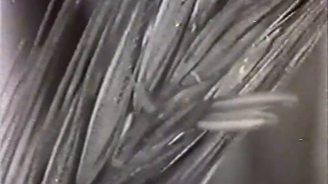 Влияние внешних условий на движение растений