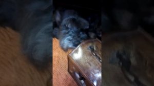 Вторая часть любопытный hammer розы