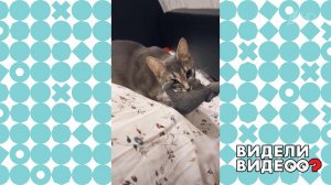 Кошка готовится к рождению котят. Видели видео? Фрагмент выпуска от 29.08.2021