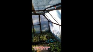 Фоггеры для полива расады с АлиЭкспресс. Какой лучше?