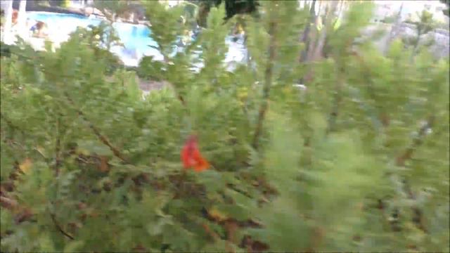 Fuerteventura. Welche Pflanzen wachsen in Spanien. Teil 1. Какие растения растут в Испании. часть 1 смотреть онлайн