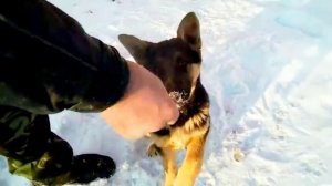 Щенок Восточно европейской овчарки Амур 2 месяца учим команду ГОЛОС 2 часть