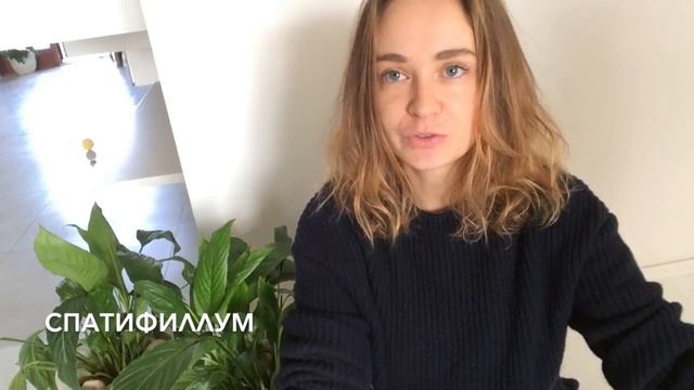 растения воздухоочистители смотреть онлайн