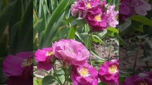 Роза .Блю Эден. Самая ароматная!!!