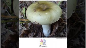 Green brittlegill (Russula aeruginea) | Sensory | Practical Short Profile | Shroomers