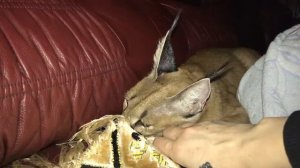 Как усыпить каракала? How put to sleep Karakal?