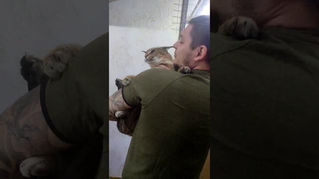 Каракет Фира , выросла но на руках сидеть обожает. #caracal #каракал #cute #caracat #сервал