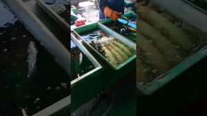 Рыбный ряд рынок Дарницкий