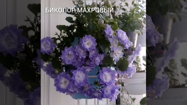 Кампанула. Обзор сортов на весну 2023г. Скоро выставка "Фестиваль цветов для души" г. Магнитогорск.