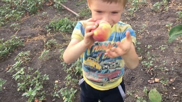 Сорт яблок мелбо ред 2021 смотреть онлайн