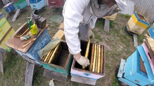 Посадка медоносов вокруг пасеки! Аморфа-медонос и пыльценос! Замена ульев на чистые.