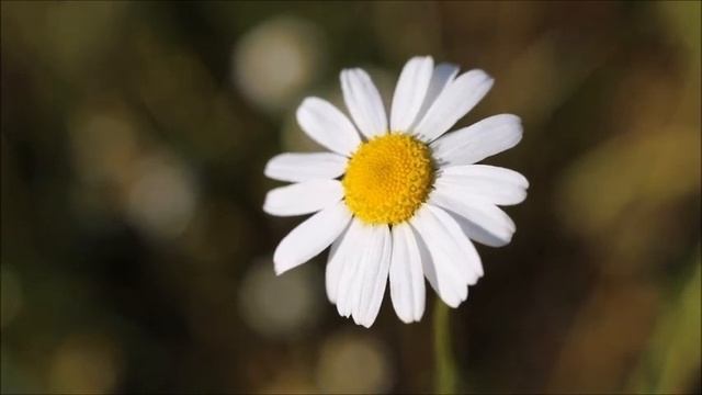 Ромашковый рай. Ромашки. Ромашковое поле.
