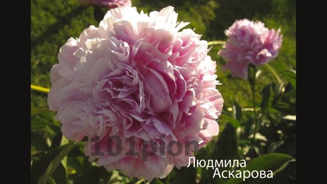 Розовые пионы. Сорта.
