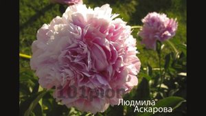 Розовые пионы. Сорта.