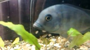 Голубой дельфин. Blue dolphin