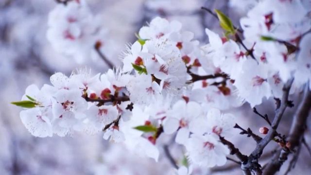 КАК ЦВЕТЕТ АБРИКОС смотреть онлайн