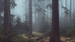 ЧТО ДЕЛАТЬ ЕСЛИ ЗАБЛУДИЛСЯ В ЛЕСУ  Как выбраться