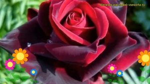 Роза чайно-гибридная Норита Шварц. Краткий обзор, описание характеристик Norita-Schwarze Rose