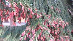 Picea orientalis 'Aureospicata' smrk východní