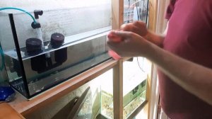 Первая подмена воды у малька коридорас Адольфа