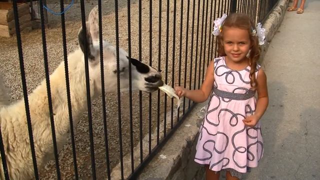 Ялтинский зоопарк "Сказка" смотреть онлайн