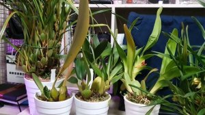 Максиллярия выращивания в домашних условиях.Maxillaria porphyrostele.