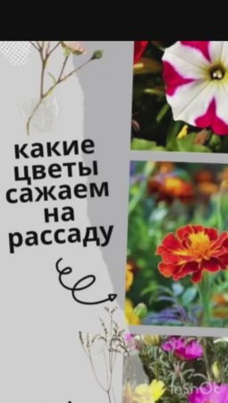 Какие цветы можно сажать на рассаду в феврале