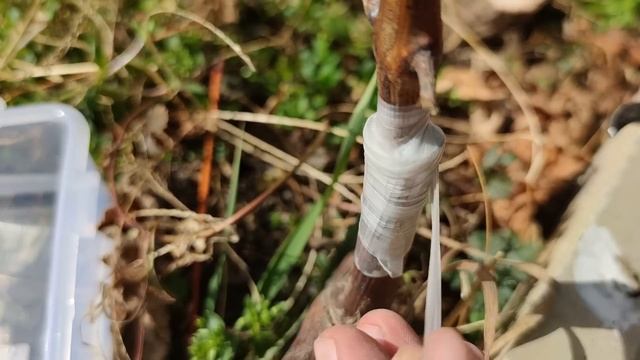 Grafting grape vine // Прививка винограда смотреть онлайн