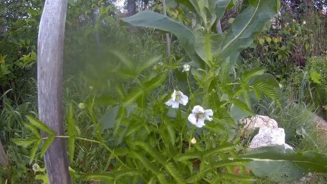 малина дача под Архангельском смотреть онлайн