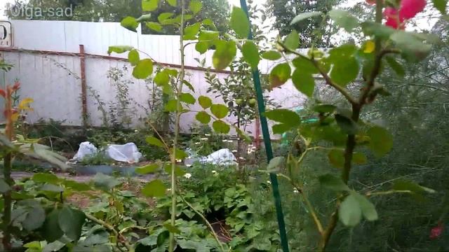 Обрезка рамблера (однократно цветущей розы). смотреть онлайн