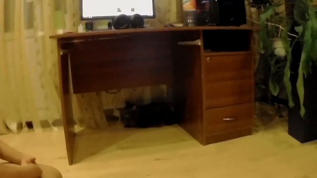 НАШИ ПИТОМЦЫСОБАЧКА ЮТАКОШКА СИМАКОТ ЖОРА 20г145