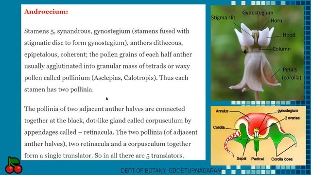 Asclepiadaceae TM смотреть онлайн