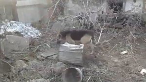 Лечим собаку от чумки