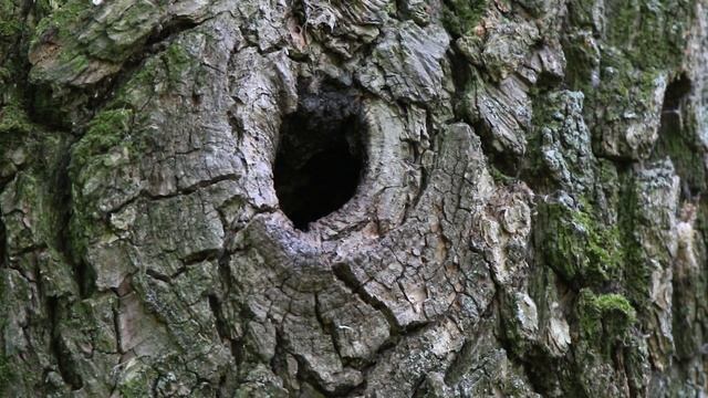 Синица Б 160527 1 в дупле Два подлета