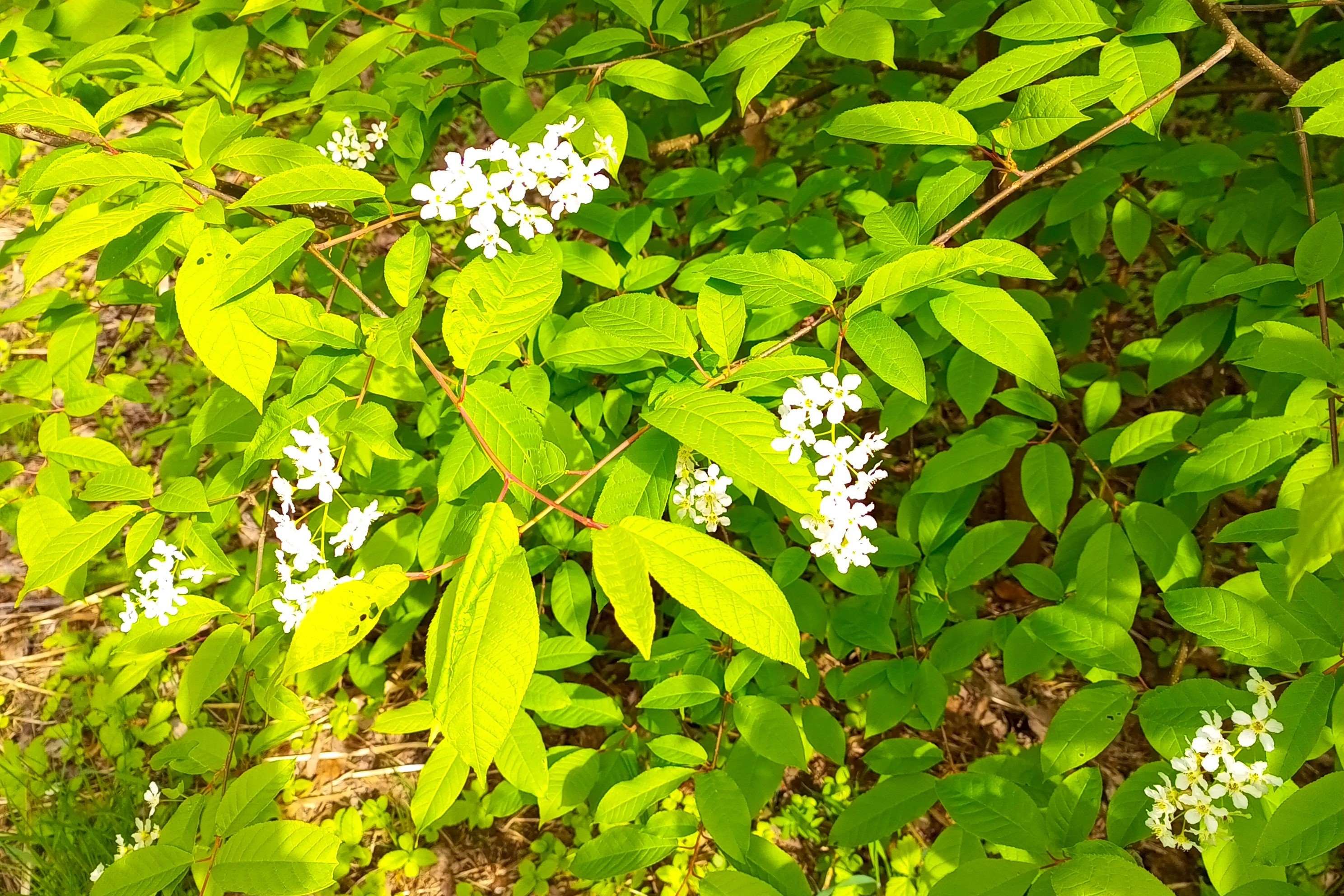 В лесу в апреле холодно. Мало поющих птиц. смотреть онлайн