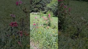 "Долина роз". г.Кисловодск. Парк. Видео, фото и музыка для души.