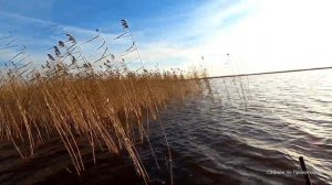 Утиная охота. Ждем северную утку с ружьем АТА НЕО 12